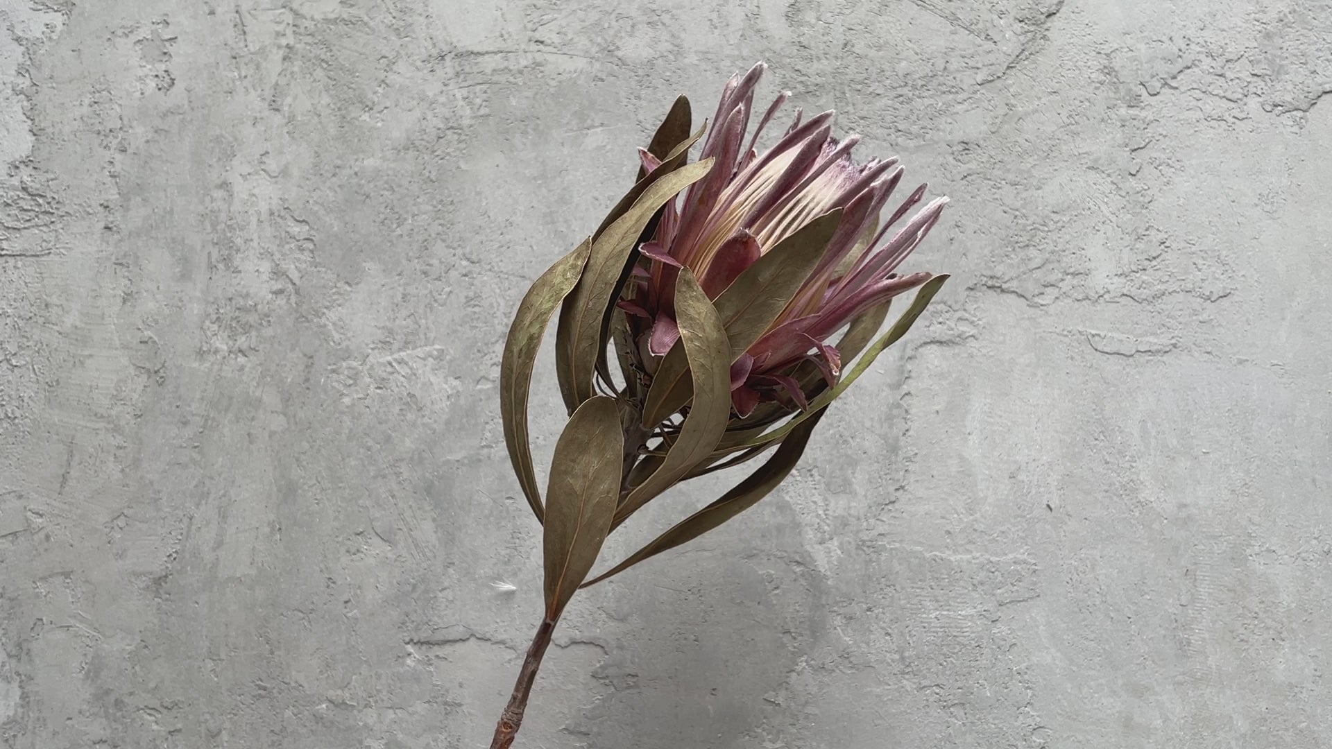 プロテア ピンクアイス – Gleam